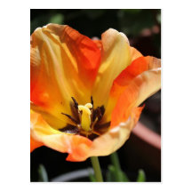 Tulipe orange cartes postales