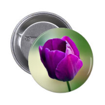 Tulipe pourpre badge avec épingle