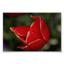 Tulipe rouge photo d’art