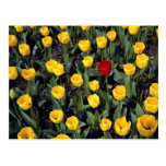 Tulipes au Hampton Court, Londres, Angleterre Carte Postale