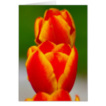 Tulipes dans la carte orange