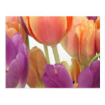 Tulipes de rose et de lavande carte postale
