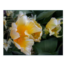 Tulipes d'or carte postale