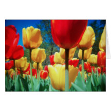 tulipes jaunes et rouges (carte d'anniversaire)