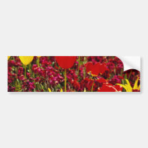 Tulipes jaunes et rouges rouges avec le dos rouge  adhésifs pour voiture