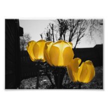 Tulipes jaunes photo