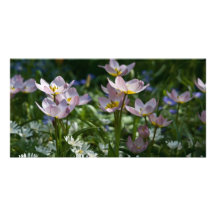 Tulipes pourpres et jaunes DSC0853 Photocartes