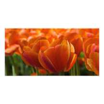 Tulipes rouges DSC0794 Cartes De Vœux Avec Photo