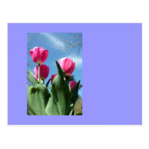Tulipes trés hautes carte postale
