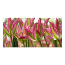 Tulipes variées DSC0796 de rose et de vert Cartes De Vœux Avec Photo