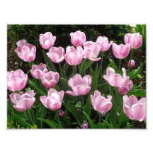 tulips 01 art photo