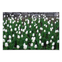 Tulips 10 Print Art Photo
