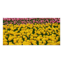 Tulips 13 Print Photo Print