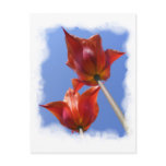 Tulips 152 ~ postcard