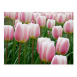 Tulips 15 Postcard