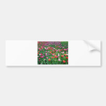 Tulips #1 bumper stickers