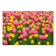 Tulips 1 Print Photograph