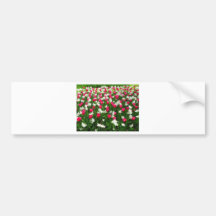 Tulips.#2 Bumper Stickers