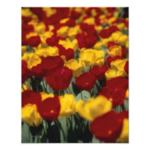Tulips 2 photo