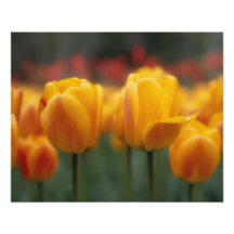 Tulips 2 photographic print