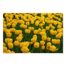 Tulips 2 Print Photograph