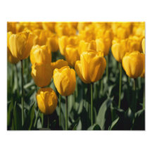 Tulips 3 photograph