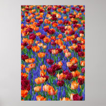 tulips and lavender flower fields poster