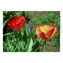 Tulips and Muscari Greeting Card