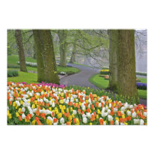 Tulips and roadway, Keukenhof Gardens, Lisse, Art Photo