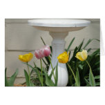 Tulips & Birdbath, Thinking of "YOU"