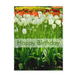 Tulips Birthday Postcard | Geburtstagskarte Tulpen