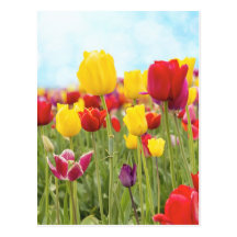 Tulips Blooming in Spring Postcard