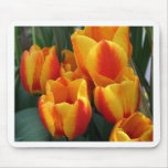 Tulips, bright orange!
