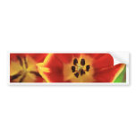 Tulips Bumper Sticker