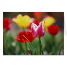 Tulips Card