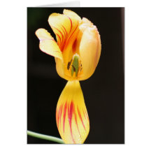 Tulips Card