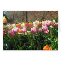 Tulips Card