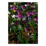 Tulips Cards
