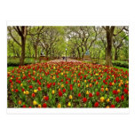 Tulips Central Park NYC Postcards