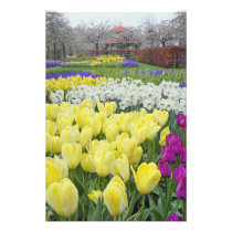 Tulips, daffodils, and Grape Hyacinth flowers,