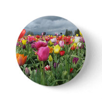 Tulips Field