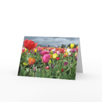 Tulips Field