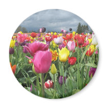 Tulips Field