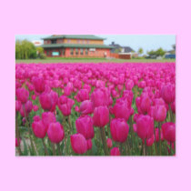 Tulips Field postcards