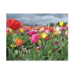 Tulips Field