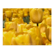 Tulips Flower  The Netherlands Postcard