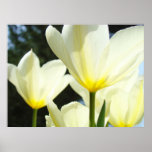 Tulips Flowers White Glowing Sunlit Tulip