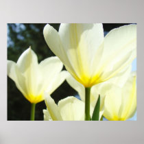 Tulips Flowers White Glowing Sunlit Tulip