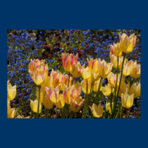 Tulips & Forget-me-nots posters