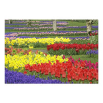 Tulips, Grape Hyacinth, and Daffodils, 2